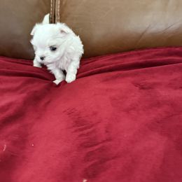 Max - White male Maltese puppy in Rancho Cucamonga, California from A Maltese 4U