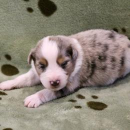 Cuba - Blue merle male Australian Shepherd puppy in Weatherford, Texas from Ridgestar Aussies