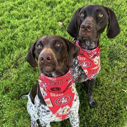 German Shorthaired Pointers from Valley Pointers