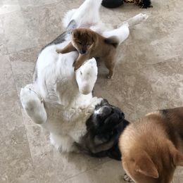Shiba Inu Puppies from Absolute Shibas