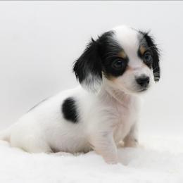 Female 1 - Piebald female Dachshund puppy in Childress, Texas from Taylor Farms