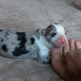 Jet - Blue merle male Border Collie puppy in Courtland, Alabama from C Bar C Ranch Border Collies