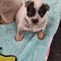 Callie - Blue speckled female Australian Cattle Dog puppy in Cora, Wyoming from Lyla Hinman's Australian Cattle Dogs