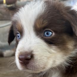 Aussiedoodles, Bernedoodles, and Miniature Australian Shepherds from MC Doodles