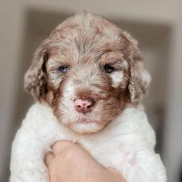 Prism, Girl - Chocolate merle female Bernedoodle puppy in Maricopa, Arizona from Desert Ridge Doodles