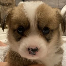 Rudolph - Red Pembroke Welsh Corgi puppy in Arcanum, Ohio from Weissway Corgis