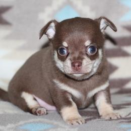 Fudge 2,300 - Chocolate and tan male Chihuahua puppy in Cache, Oklahoma from Charming Lil Chihuahuas
