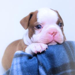 Baby Reba - Seal and white female Boston Terrier puppy in Kingsport, Tennessee from Sleepwalker Bostons