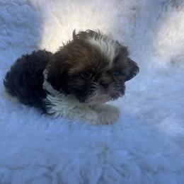Girl 4 - Sable and white female Shih Tzu puppy in Tenino, Washington from Fantasy Realm Shih Tzus