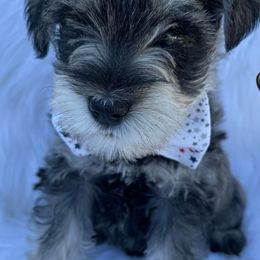 Miniature Schnauzers from Patton’s Miniature Schnauzers