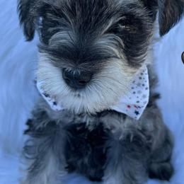 Miniature Schnauzers from Patton’s Miniature Schnauzers