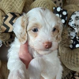 Red Boy - Parti male Goldendoodle puppy in Lowville, New York from DM Hilltop FURfamily