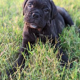 Bullmastiff Puppies from Bristol Hills Bullmastiff
