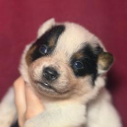 Starscream - Blue male Australian Cattle Dog puppy in Rosharon, Texas from 4Surge Cattle Dogs
