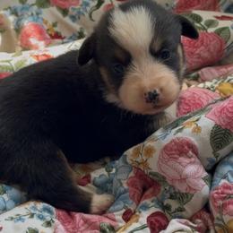 Shadow - Black and tan female American Corgi puppy in Graham, Texas from Wild West Corgis