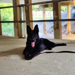 Hunter - German Shepherd