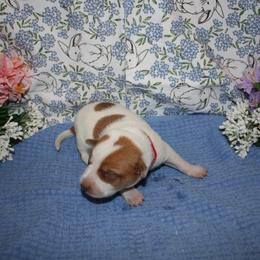 Daryl - Red speckled male Australian Cattle Dog puppy in Casa Grande, Arizona from Sonoran Dogz