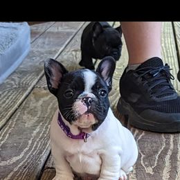 French Bulldog Puppies from Pelis French Bulldogs