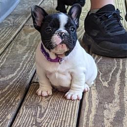 French Bulldog Puppies from Pelis French Bulldogs