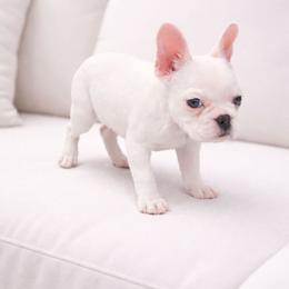 Bella - Cream female French Bulldog puppy in Plano, Illinois from Velvet Fluffy Pups