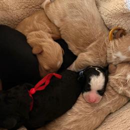 Orange - Brown male Bernedoodle puppy in Travelers Rest, South Carolina from Bernedoodle.do