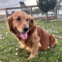 Molly - Golden Retriever