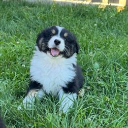 FLAG - Black tri-color male Australian Shepherd puppy in Markleville, Indiana from Take Five Aussies