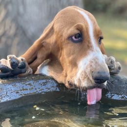 Robin - Basset Hound