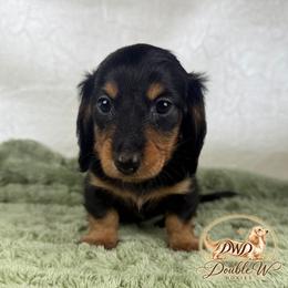 BLACKJACK - Black and tan male Dachshund puppy in Alto, Texas from Double W Doxies