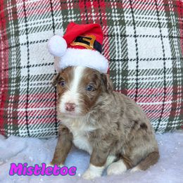 Mistletoe - Chocolate merle female Bernedoodle puppy in Banner Elk, North Carolina from Walnut Tree Bernedoodles