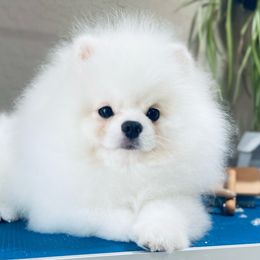 Mikkie - Pomeranian