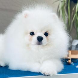 Mikkie - Pomeranian