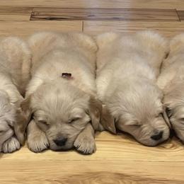 Dachshund and Golden Retriever Puppies from HS Goldens