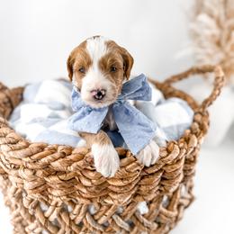 Loaf - Apricot male Goldendoodle puppy in Russell Springs, Kentucky from Milk & Honey Doodles