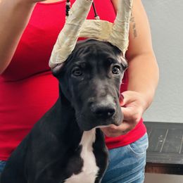 Great Dane Puppies from Dane Dreamin’