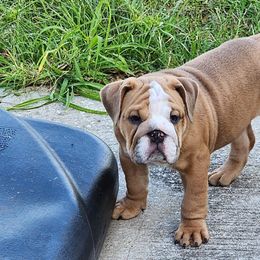 Bulldog Puppies from Adorable Bulldogs