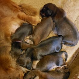 Dachshund Puppies from Hyder's Dachshunds