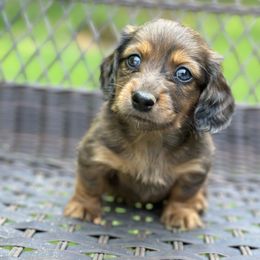 Dachshund Puppies from Memaw’s Minis Babies Doxies