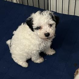 Pluto, black and white parti - Parti male Poodle puppy in Winter Haven, Florida from Herdez’s Poodles