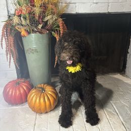 Stella - Chocolate female Goldendoodle puppy in Arlington, Texas from Chambers Doodle Patch