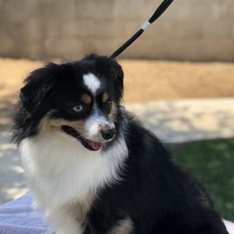 Miniature Australian Shepherds, Shih Tzus, and Toy Australian Shepherds from River Springs Aussies
