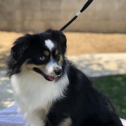 Miniature Australian Shepherds, Shih Tzus, and Toy Australian Shepherds from River Springs Aussies