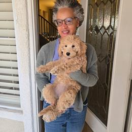 Goldendoodle Puppies from Happy_Tails_by_TJ