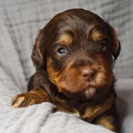 Australian Labradoodle Puppies from Frosty Hill Australian Labradoodles