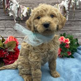 Sprout - Cream male Goldendoodle puppy in Lisbon, Ohio from Willow Lane Doodles