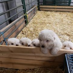 Maremma Sheepdog Puppies from Unfinished Acres