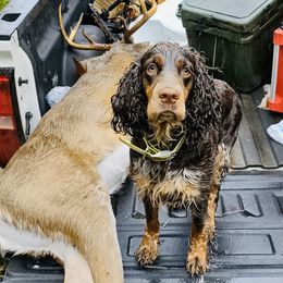 English Springer Spaniels from Due South Springers