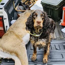 English Springer Spaniels from Due South Springers