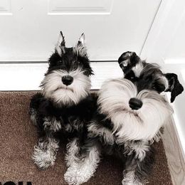Miniature Schnauzers from Rodriguez Mini Schnauzers