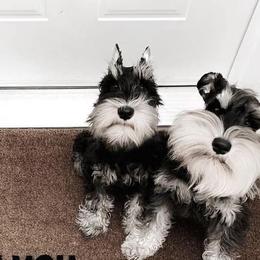 Miniature Schnauzers from Rodriguez Mini Schnauzers